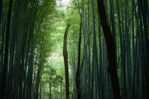 Kyoto Bamboo Forest