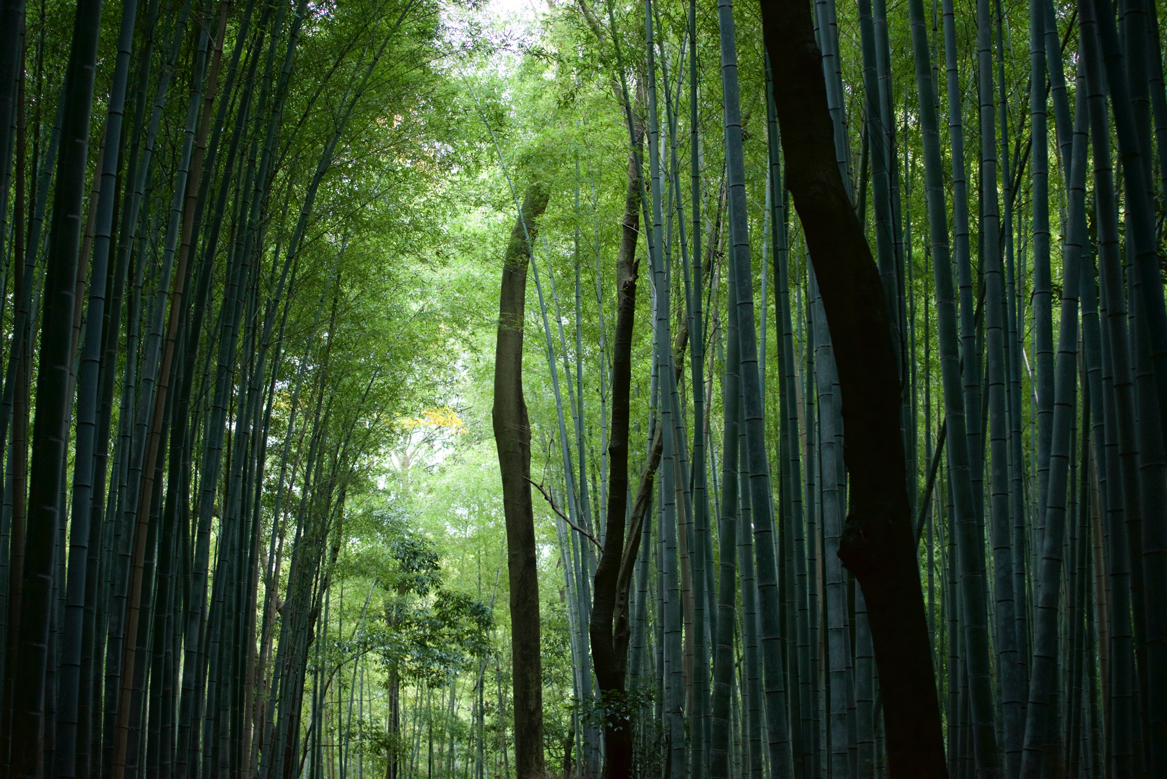 Kyoto Bamboo Forest