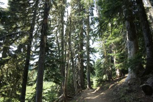 Nice walk on Mt. Rainier