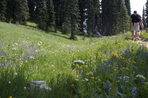 Alpine flowers on Mt. Rainier