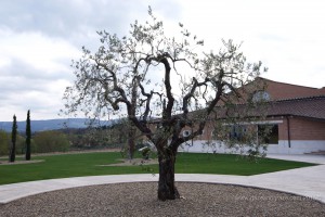 Carpinetto's Montepulciano winery