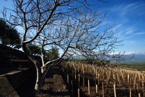Highest vineyards in Europe