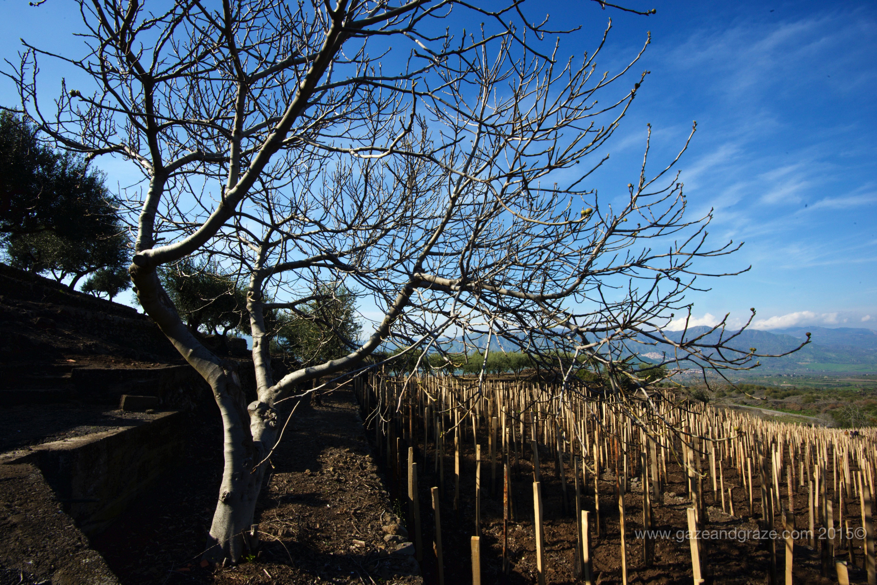 Highest vineyards in Europe
