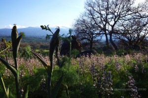 Cusumano Mt. Etna vineyards view