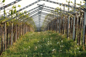 Valpolicella grape vines