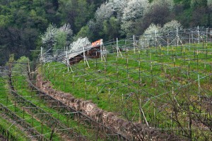 Alto Adige vineyards
