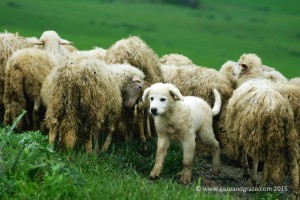 Cute sheepdog puppy