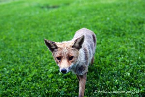 Tuscan fox