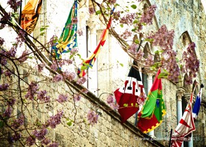 Siena's flags