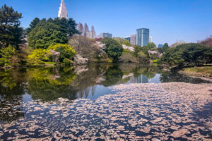 Cherry blossoms