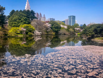 Cherry blossoms