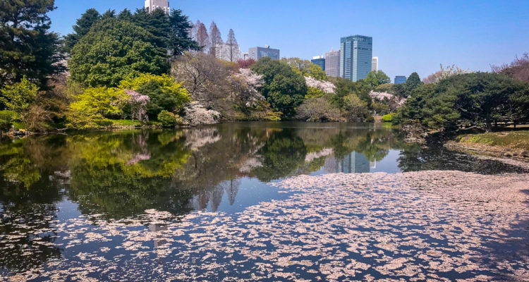 Cherry blossoms
